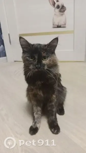 Пропала кошка, ул. Мира 5, Коркино - photo