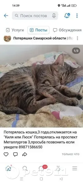 Пропала кошка, Каховская 39, Самара - photo