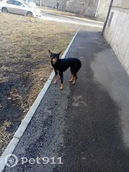 Найдена собака, ул. Королёва, 7А, Крск - photo
