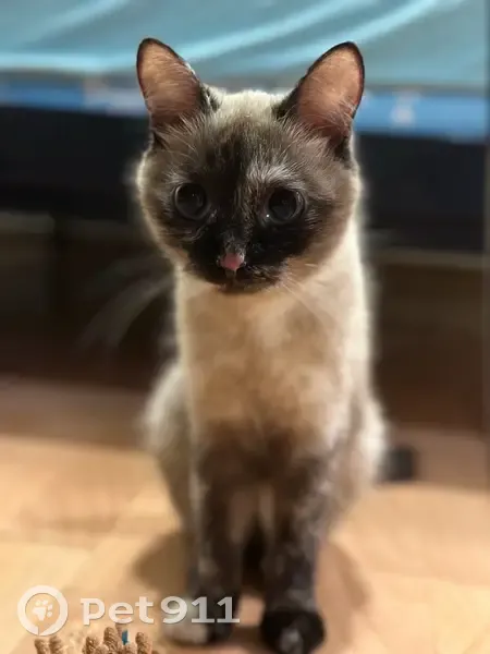 Пропала сиамская кошка, Старое Байсарово - photo