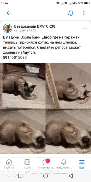 Найдена кошка, ул. 25-летия, 25А, Братск - photo