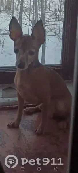 Пропала собака, ул. Лермонтова 11, Павлодар - photo