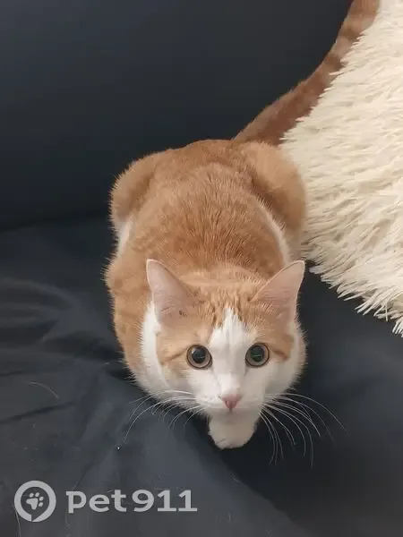 Кошка найдена: Нижний проезд, 6, Оренбург - photo