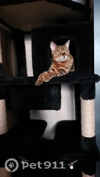 Пропала кошка, ул. Тойбеково, Алексеевское - photo