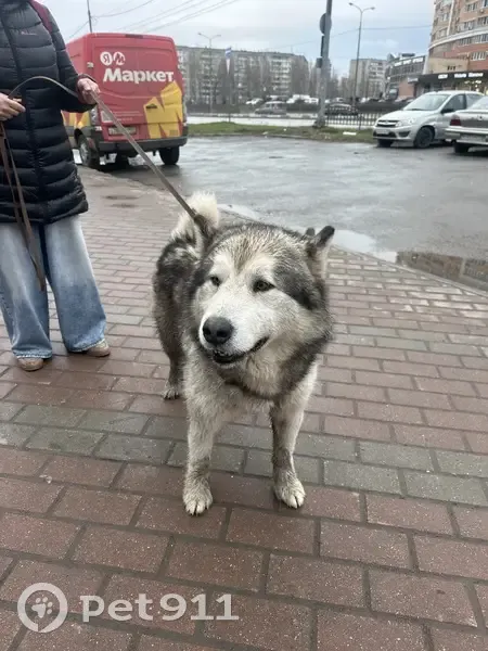 Маламут найден: ул. Стаханова, 36, Липецк - photo