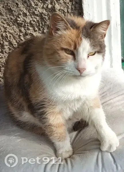 Пропала кошка, Ладожская 11, Севастополь - photo