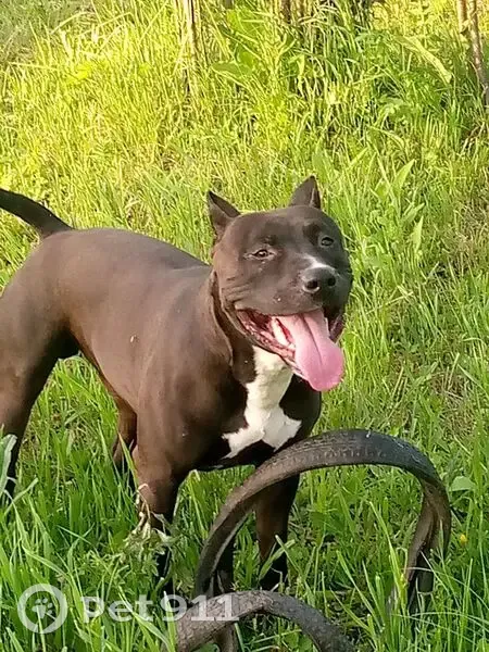 Пропала собака, Сергач, ул. Гусева, 1 - photo