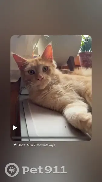 Пропал рыжий кот, ул. Толстого, Ковров - photo