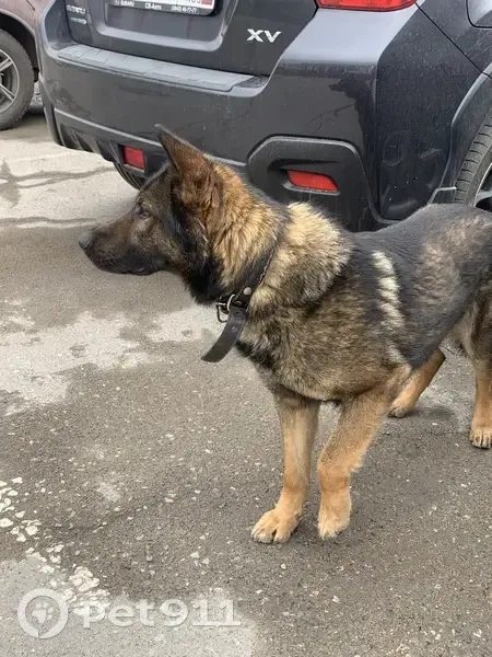 Собака найдена: Челюскинцев, 93, Омск - photo