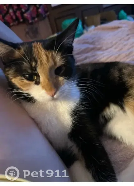 Пропала кошка, ул. Комарова 20, Казань - photo