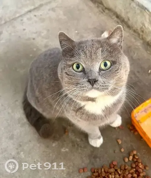 Пропала кошка, Грушёвая ул. 202, Елизаветинская - photo