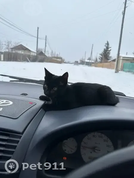 Пропала кошка в с. Октёмцы, Якутия - photo