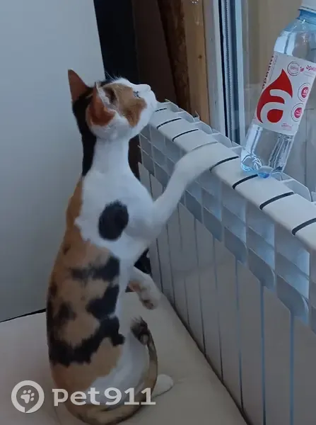 Пропала кошка, ул. Салавата Юлаева - photo