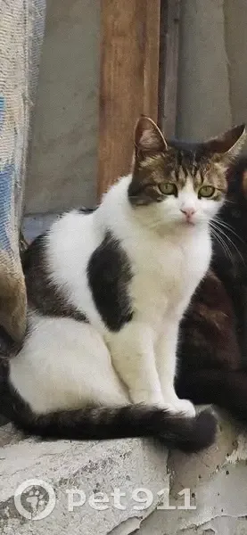 Пропала кошка, Подгородская 36, Брест - photo