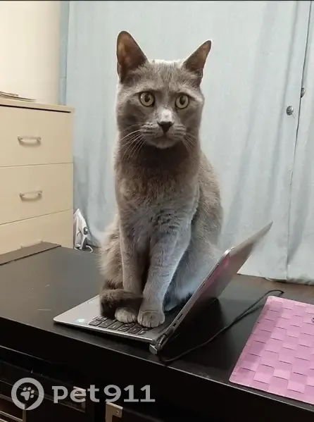 Пропала кошка, Перекопская 6 к1, НН - photo