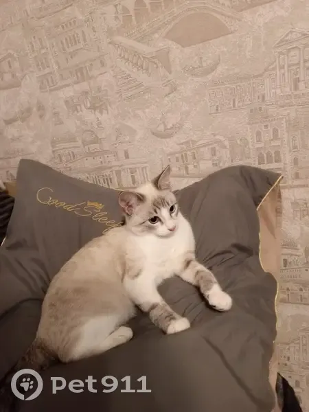 Пропала кошка: ул. Чернышевского, Венгерово - photo