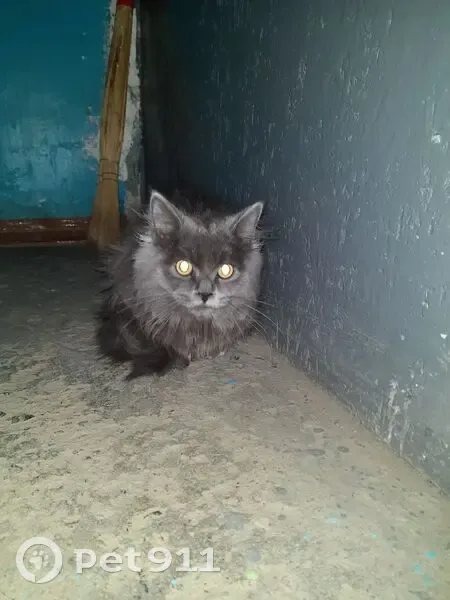 Кошка найдена на Черняховского, 8А, Курган - photo