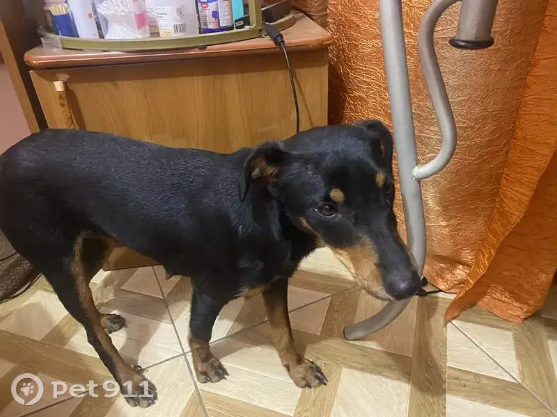 Найдена собака, Сочинское шоссе, 6 - photo