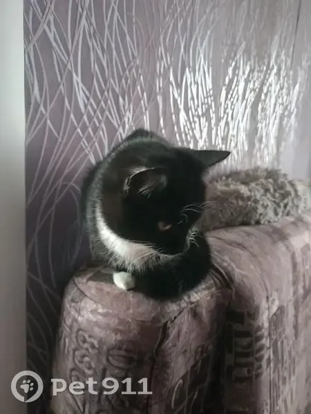 Найдена кошка, ул. Филиппова, 4, Новокузнецк - photo