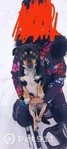 Пропала собака, Ерзовка, Первомайская - photo