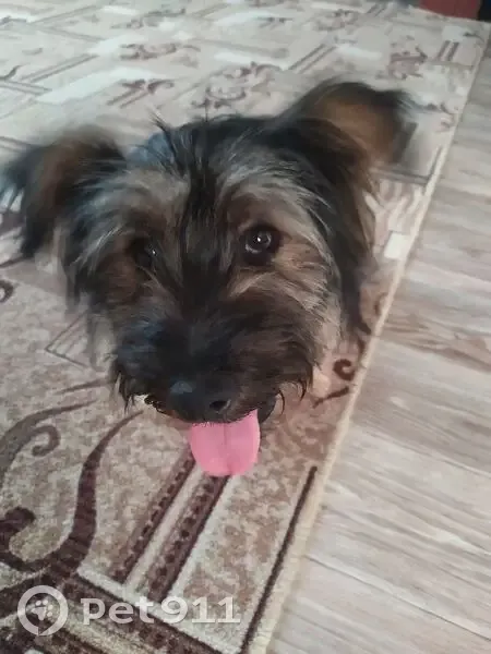 Найдена собака: Сквозная ул, 21, Сургут - photo