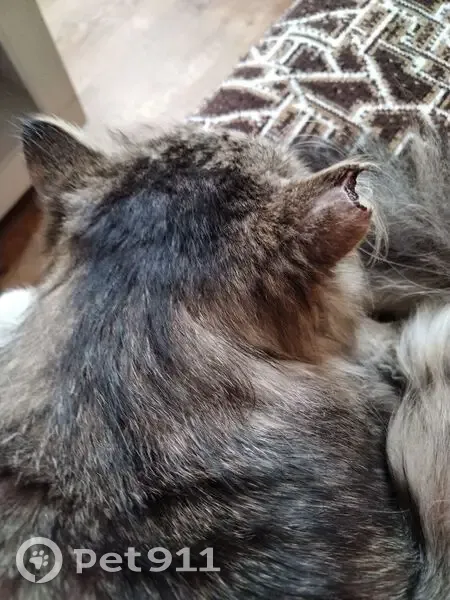 Пропала кошка, Краснопартизанская 12 - photo