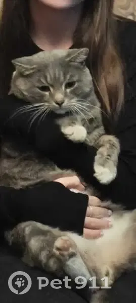 Пропала кошка, Омск, ул. Авангардная - photo