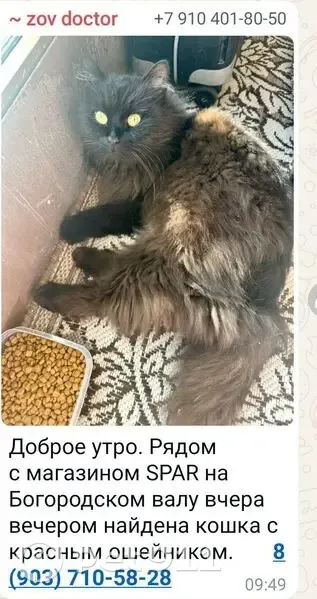 Кошка найдена на ул. Богородский Вал, Москва - photo