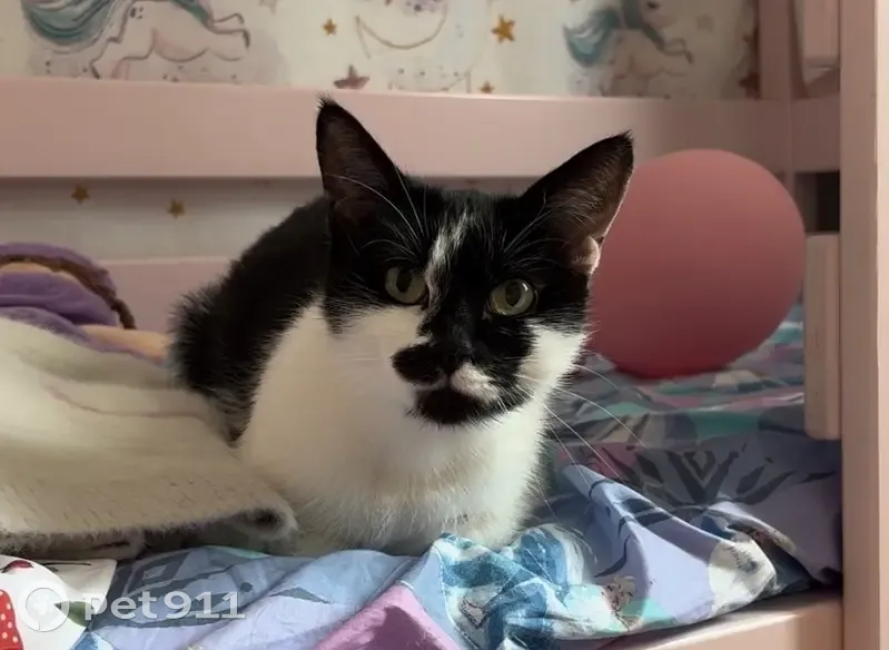 Пропала кошка, Искровский 29, СПб - photo