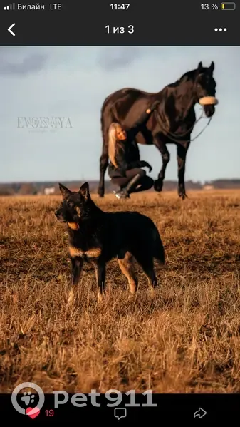 Пропала собака, Иссадское СП, Ленобласть - photo