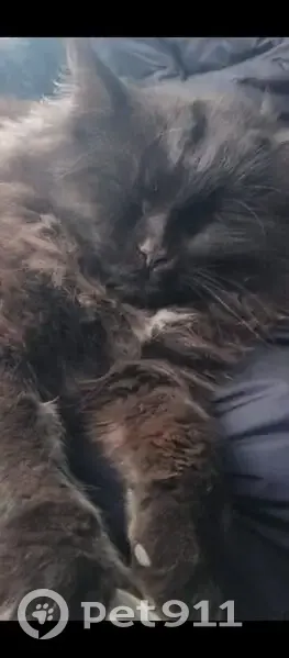 Пропала кошка Граф, ул. Прол. Диктатуры, 13 - photo