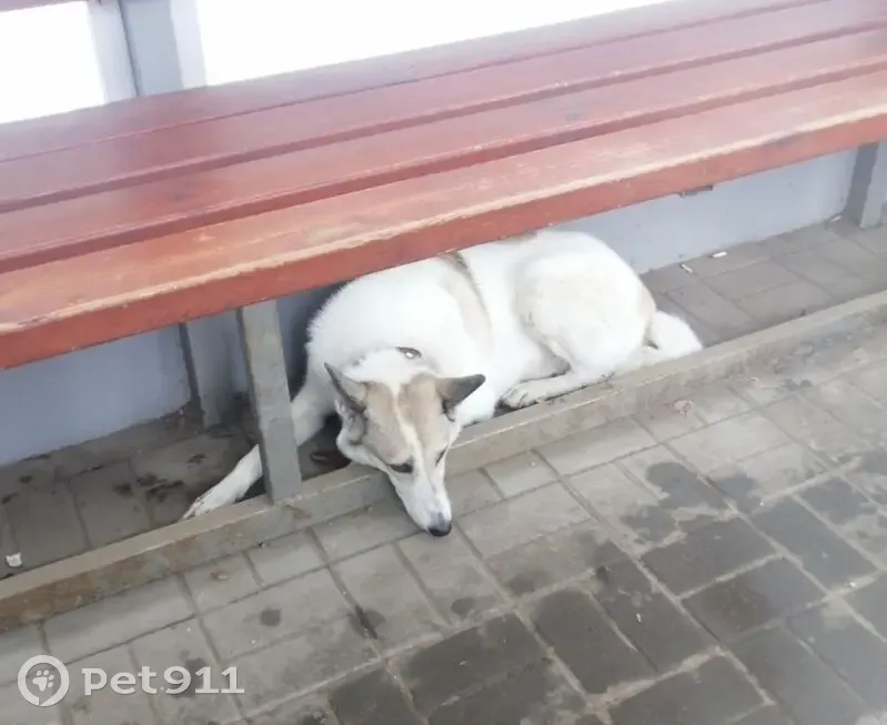 Собака найдена на ул. Бархатовой, Омск - photo