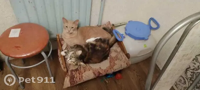 Пропала кошка, Савушкина 111 к1, СПб - photo