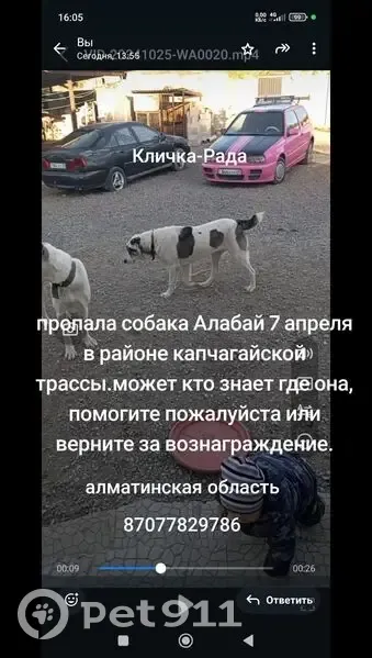 Пропала собака в Алматинской области - photo