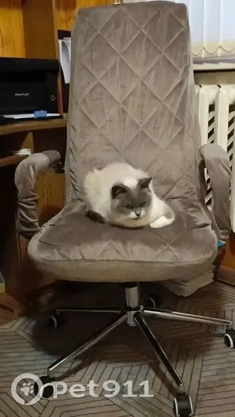 Пропала тайская кошка, Татарская 90/18 - photo