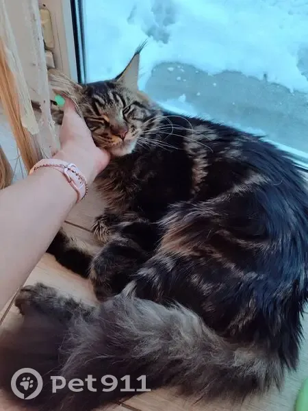 Пропала кошка, Иглино, ул. Сочинская 29 - photo