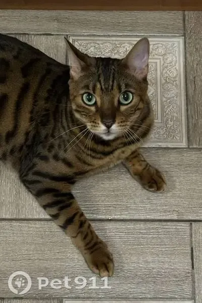 Пропала кошка, 9-я дорожка 46Б, Сестрорецк - photo