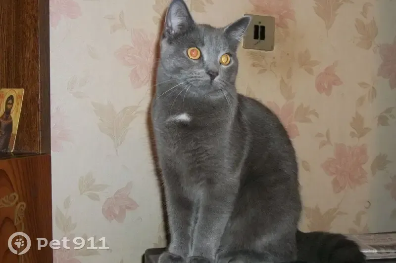 Пропала кошка, ул. Коллонтай, 27, СПб - photo