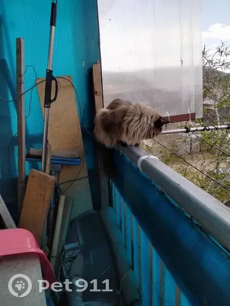 Пропала сиамская кошка, ул. Серова, Заиграево - photo
