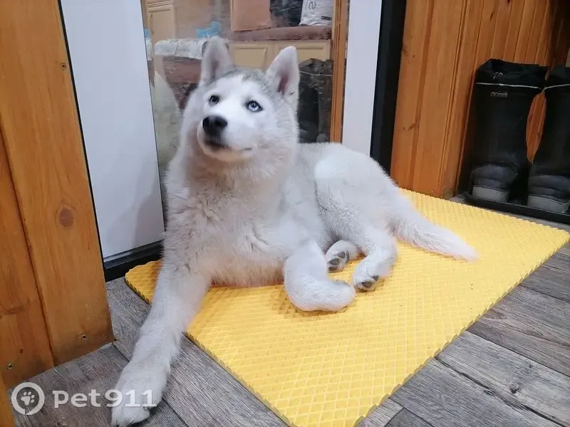 Пропала хаски у п. Косья, Свердловская обл. - photo