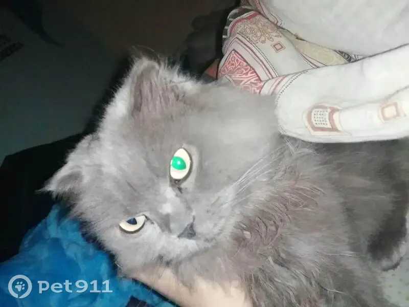 Пропала кошка, ул. Высоцкого, 46, Новосибирск - photo