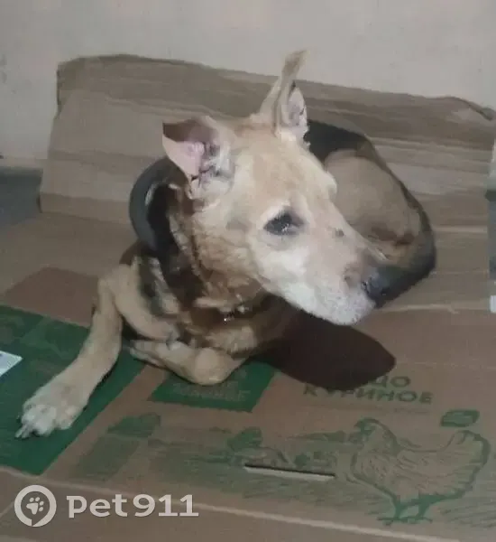 Собака найдена: пр-т Защитников Москвы, Москва - photo