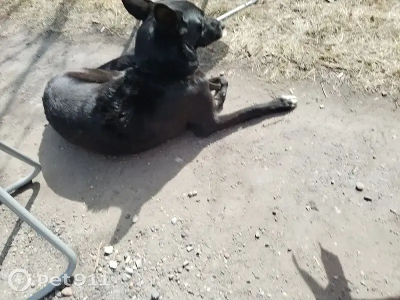 Собака найдена: Бызовское шоссе, 3, Нкз. - photo