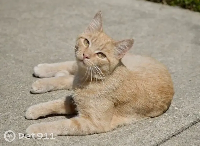 Пропала кошка, ул. Красного Маяка, 9 - photo