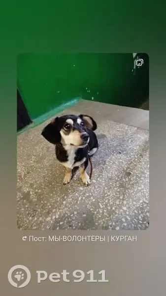 Собака найдена: Школьная 5, Курган - photo