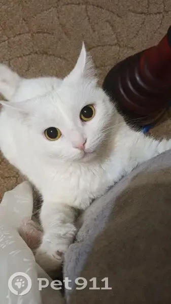 Пропала кошка, Искровский пр., 20, СПб - photo