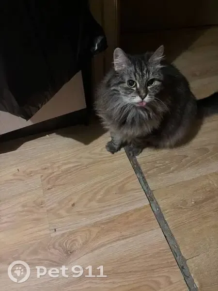 Пропала сибирская кошка, Новаторов, 18 - photo