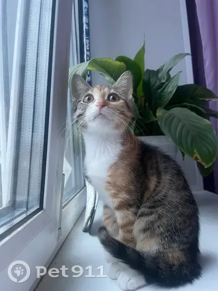 Пропала кошка, ул. Карла Либкнехта 59 - photo