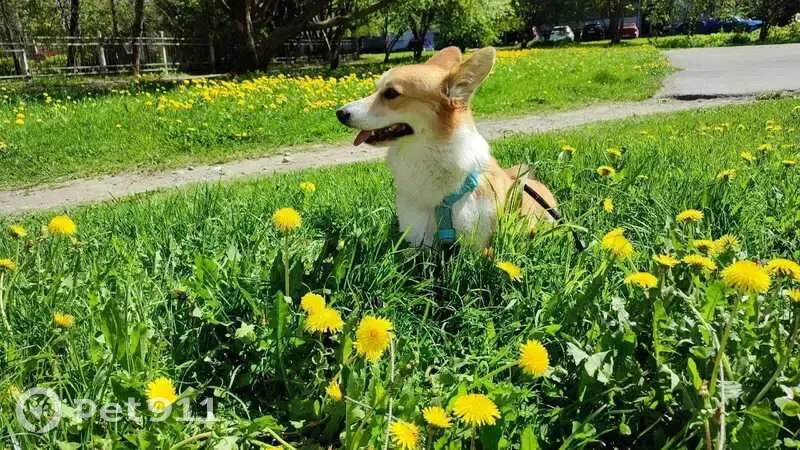 Пропала корги в д. Кичино, Вологодская обл. - photo