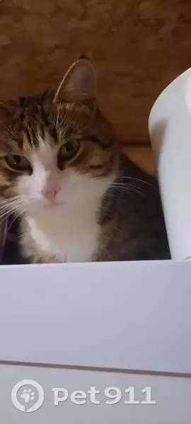 Пропала кошка, СНТ Машиностроитель - photo